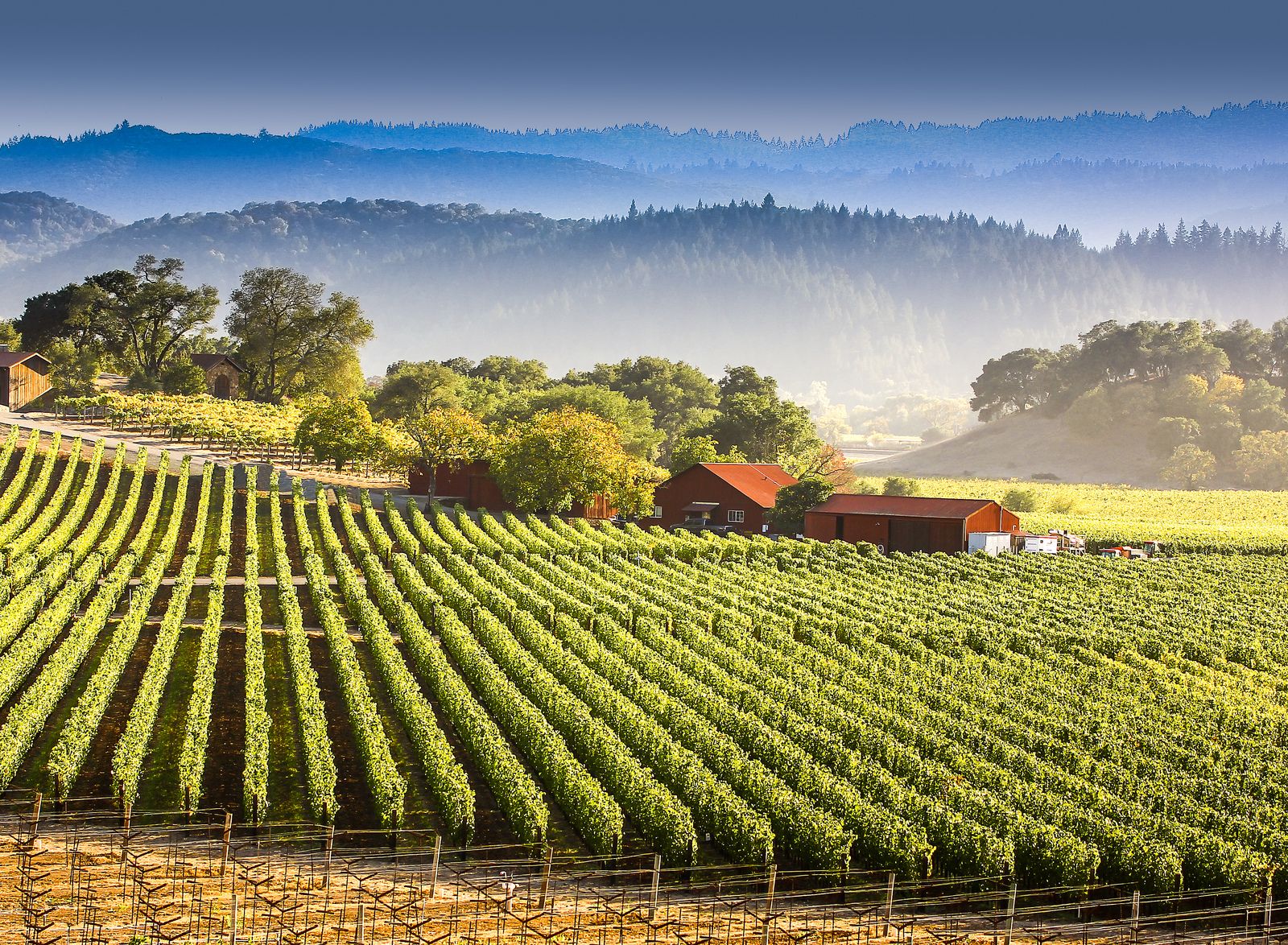 Napa & Sonoma Wine Tour