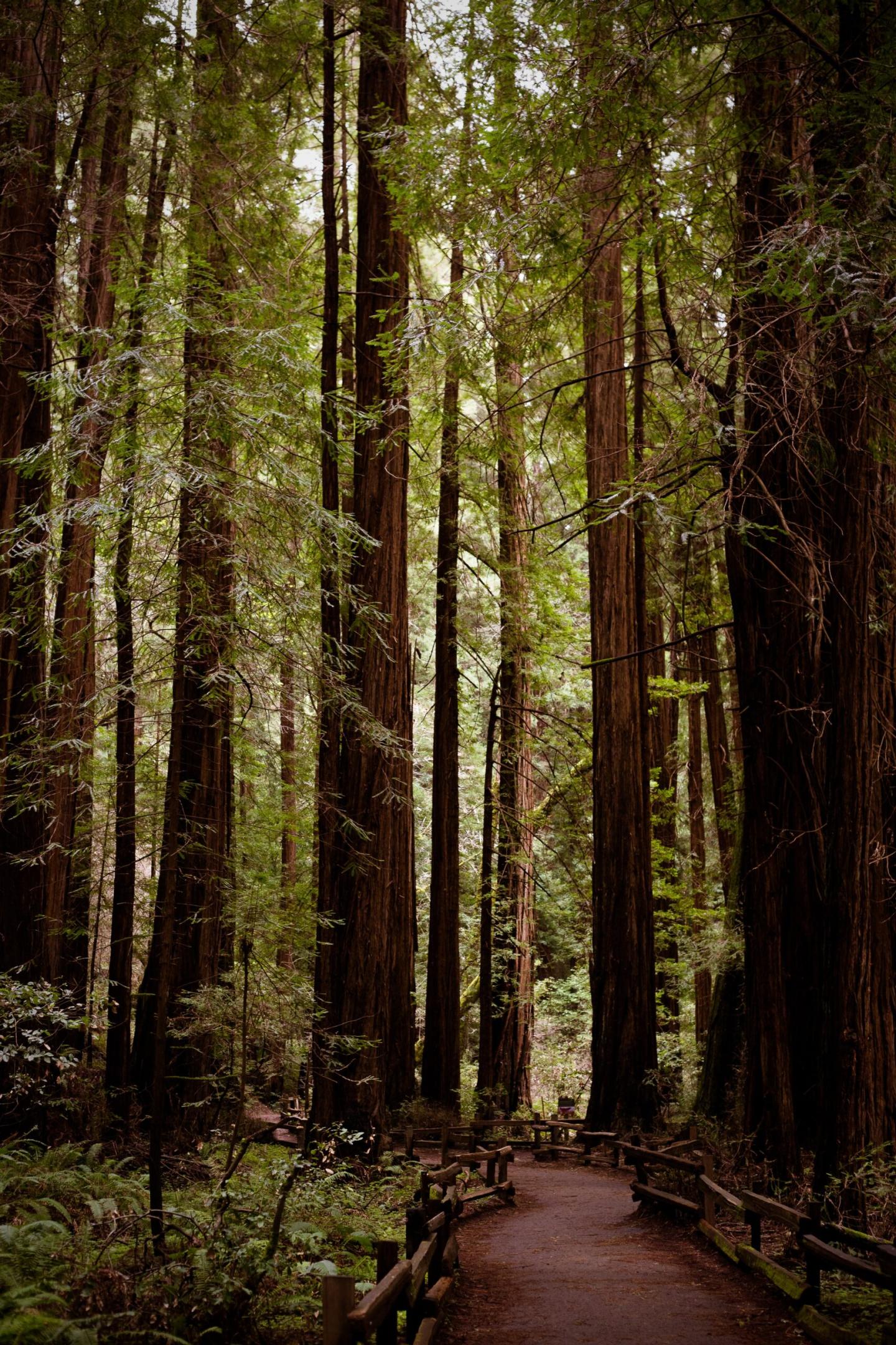 Muir Woods